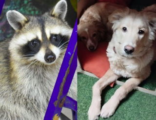 In Novosibirsk the raccoon Bun helped the dog Peach come back to life